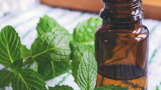 L'huile essentielle de menthe poivrée