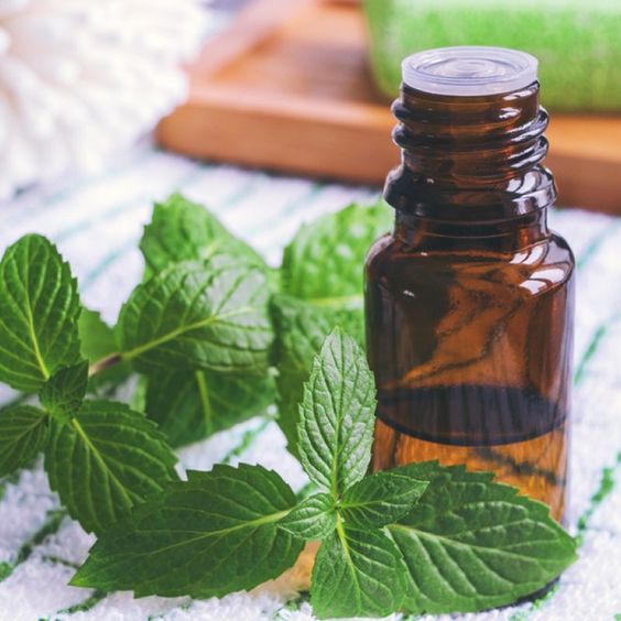 L'huile essentielle de menthe poivrée