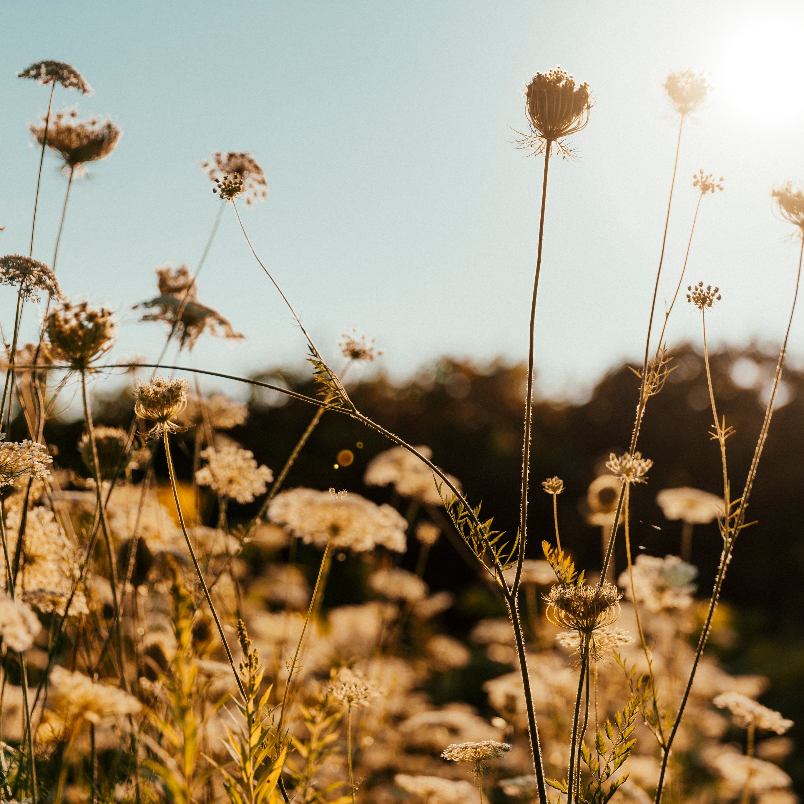Inspiré par la nature