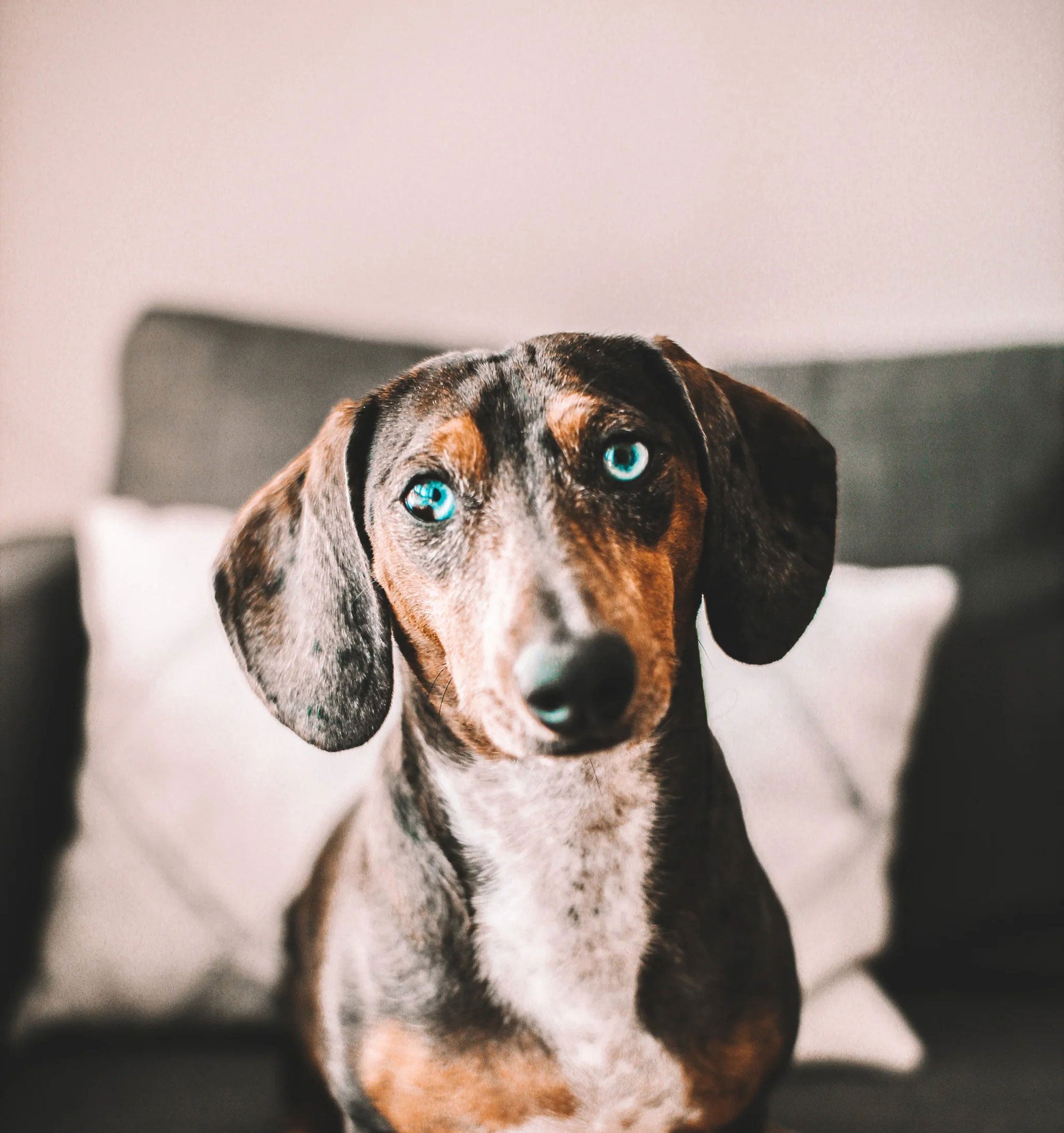 Animaux