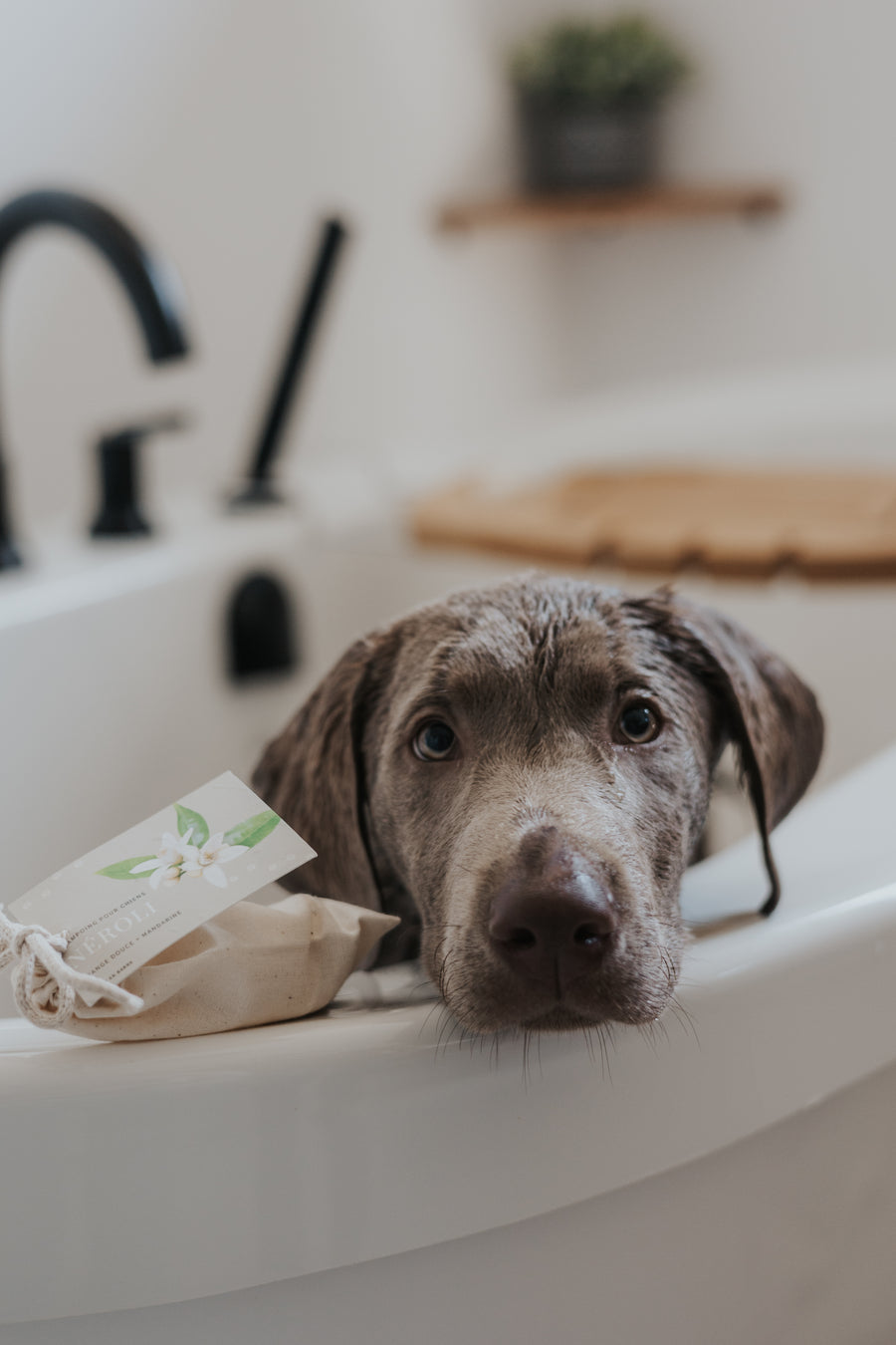 Shampoing pour chiens - Néroli
