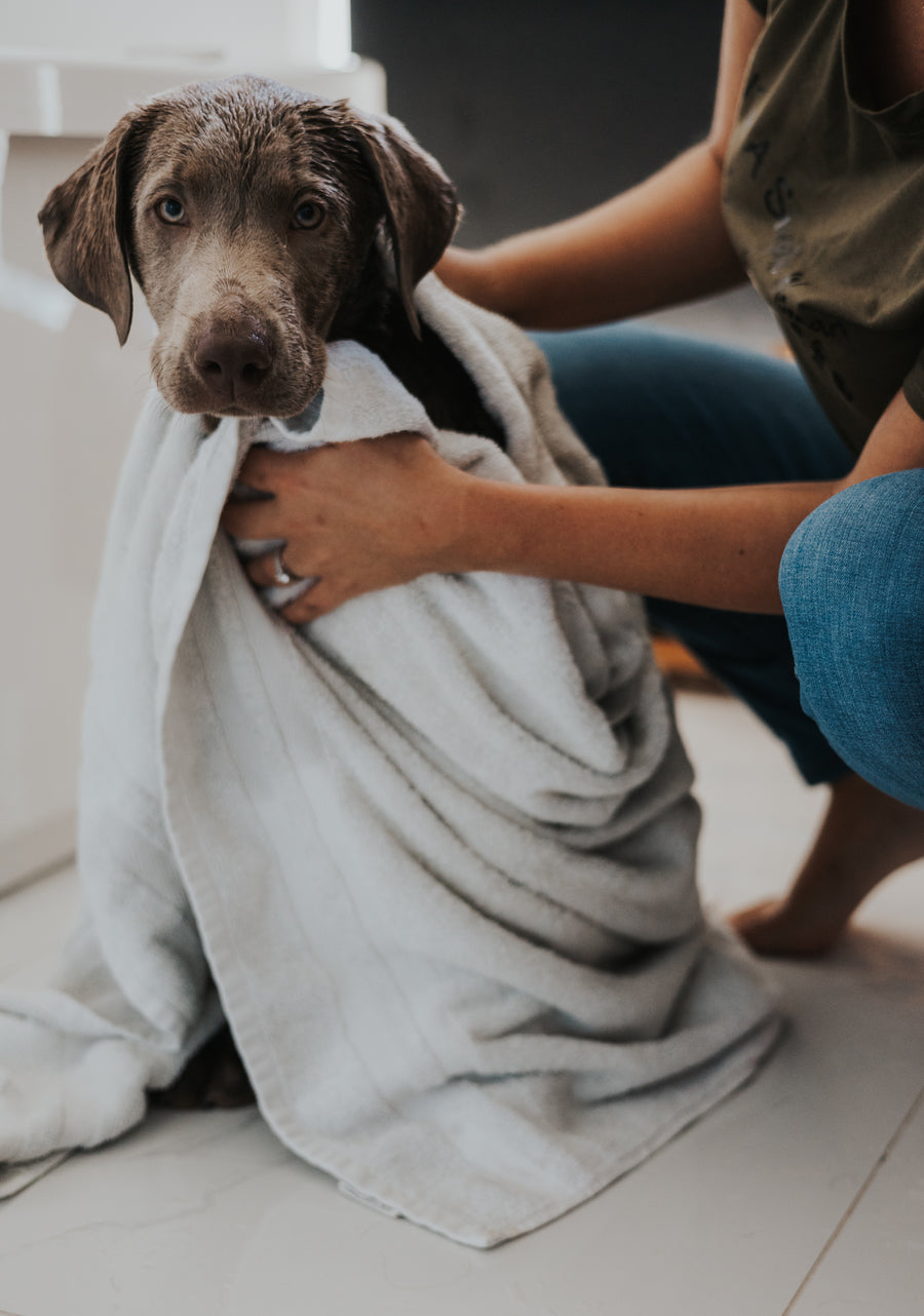 Shampoing pour chiens - Néroli