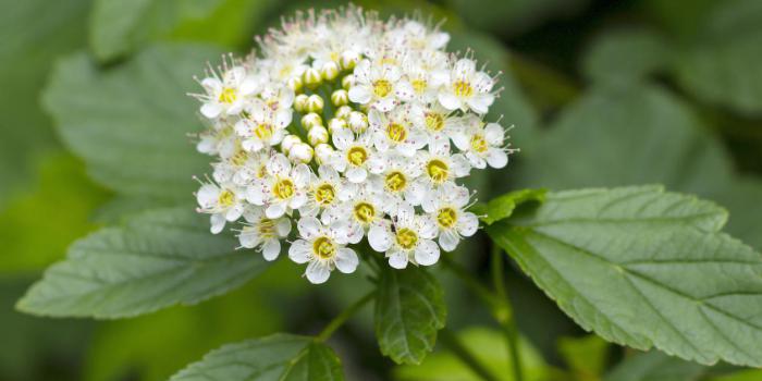 REINE DES PRÉS BIO